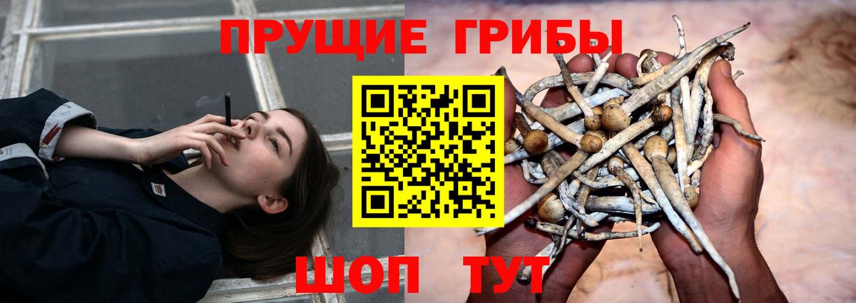 Северск  Псилоцибиновые грибы прущие грибы  Вход с VPN  Псилоцибиновые грибы MAGIC MUSHROOMS 
